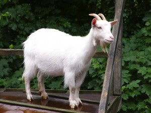 goat goat