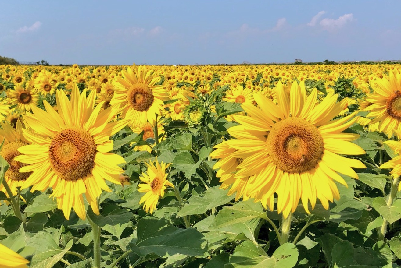 Omuta Sunflower Field, 大牟田ひまわり畑